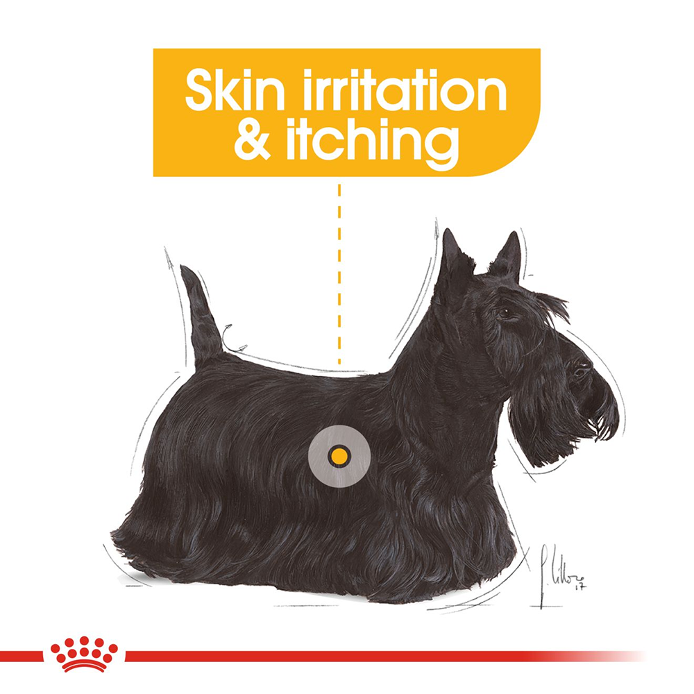 Royal Canin Derma Comfort Wet Dog Food (All Sizes) - 85 g - Heads Up For Tails