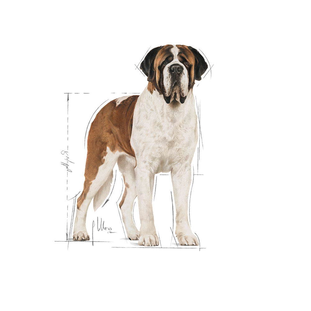 Royal Canin Giant Breed Adult Dry Dog Food - Heads Up For Tails