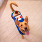HUFT Reindeer Cheer Sweater For Dog - Blue - Heads Up For Tails