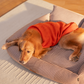 HUFT Winter Spice Sweater For Dog - Orange - Heads Up For Tails