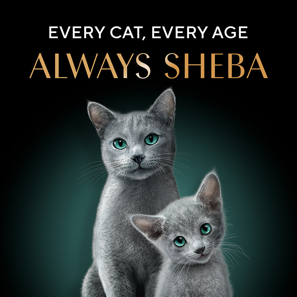 Sheba Deluxe Premium (1+ Years) Tuna Fillets in Jelly Adult Wet Cat Food - 85 g - Pack - Heads Up For Tails