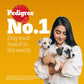 Pedigree Chicken & Milk Puppy Dry Dog Food (Contains 37 Essential Nutrients)