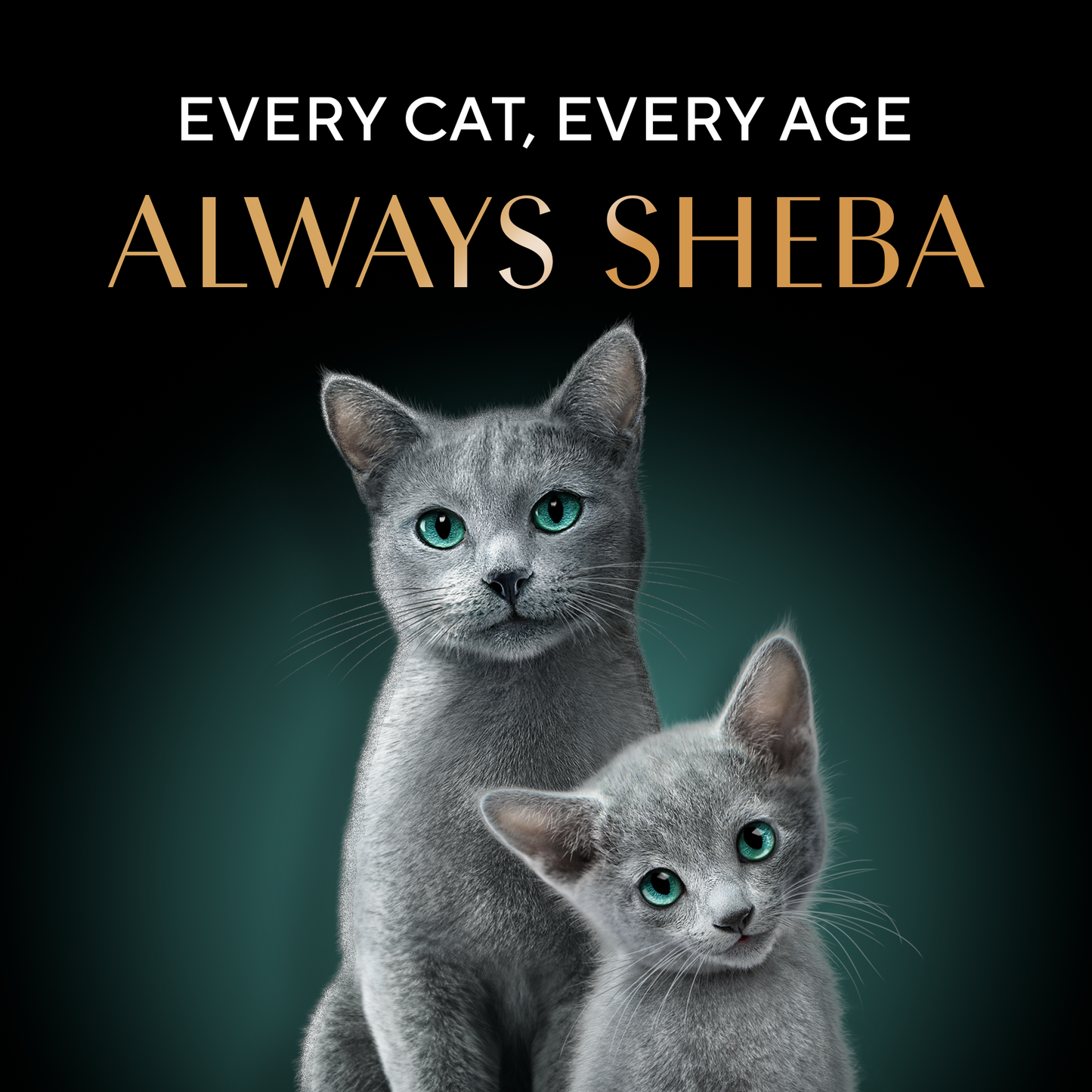 Sheba Deluxe Premium (1+ Years) Succulent Chicken Breast in Gravy Adult Wet Cat Food - 85 gm Packs - Heads Up For Tails