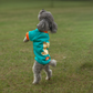 HUFT Sunny Bear Sweatshirt For Small Dog - Green - Heads Up For Tails
