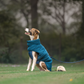 HUFT Cloudy Comfort Jacket For Big Dog - Peacock Blue - Heads Up For Tails