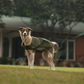 HUFT Puffer Paws Jacket For Big Dog - Green - Heads Up For Tails