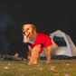 HUFT Charming Cherry Jacket For Big Dog - Red - Heads Up For Tails
