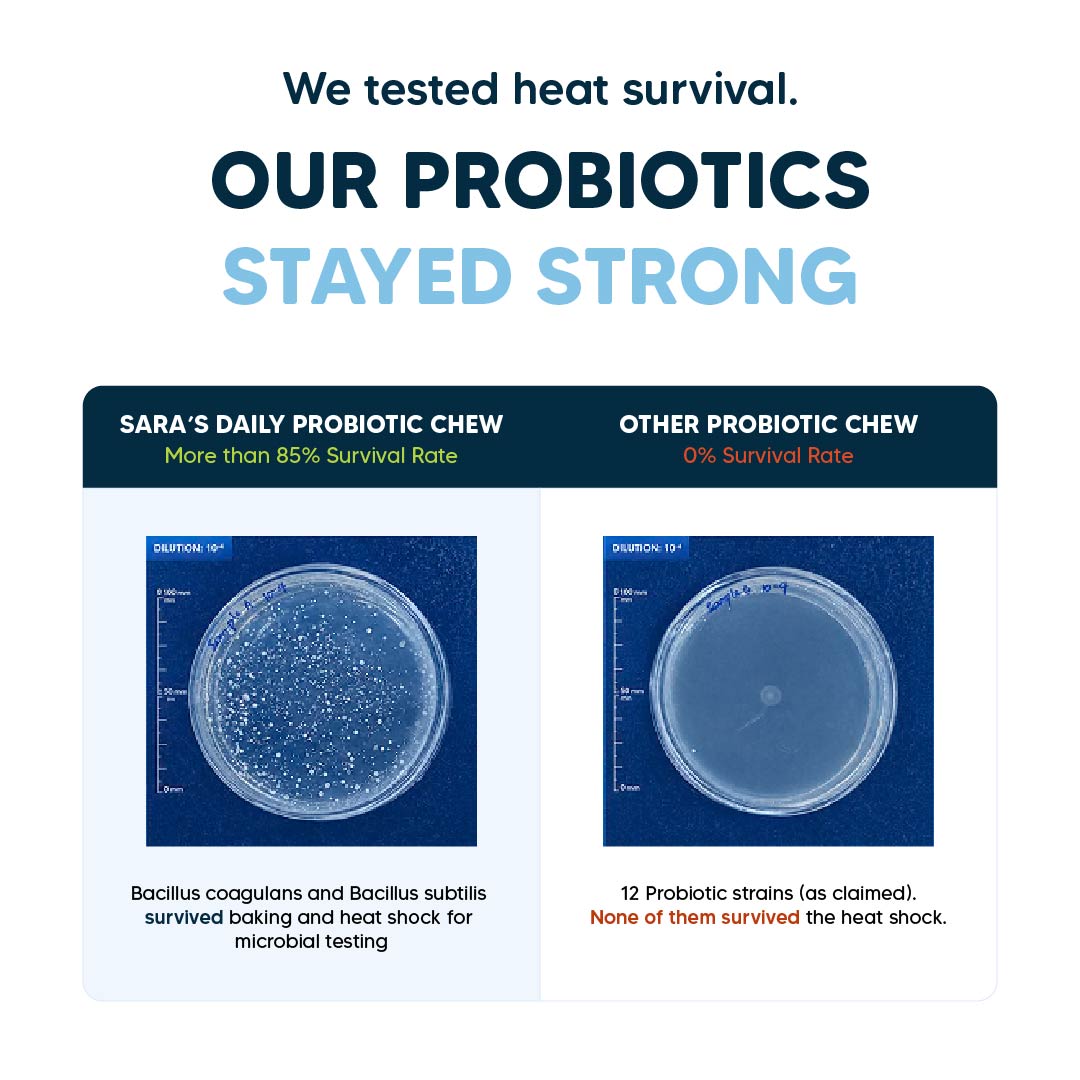 Sara's Daily Probiotic Chews: Gut & Digestive Support - 70 g