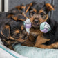 Trixie Junior Dumbbell Rope Toy For Dog - 22 cm - Heads Up For Tails