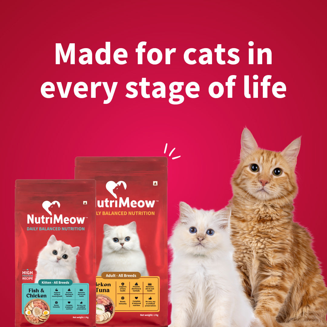 Nutrimeow Chicken and Fish Dry Food For Kitten - Heads Up For Tails