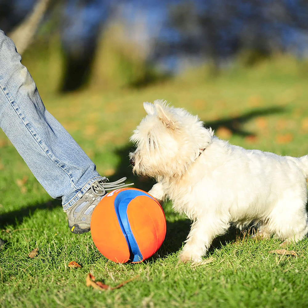 Chuckit! Kick Fetch Dog Toy - Orange & Blue - L - Heads Up For Tails