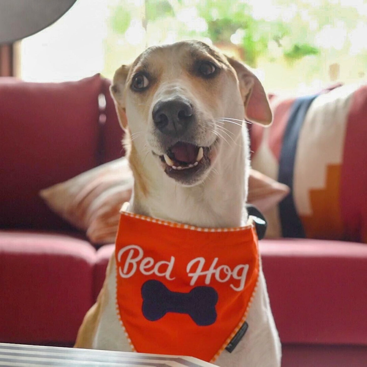 HUFT Bed Hog Dog Bandana - Heads Up For Tails