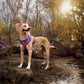 Dash Dog Chevron Easy Walk Harness For Dog - Purple - Heads Up For Tails