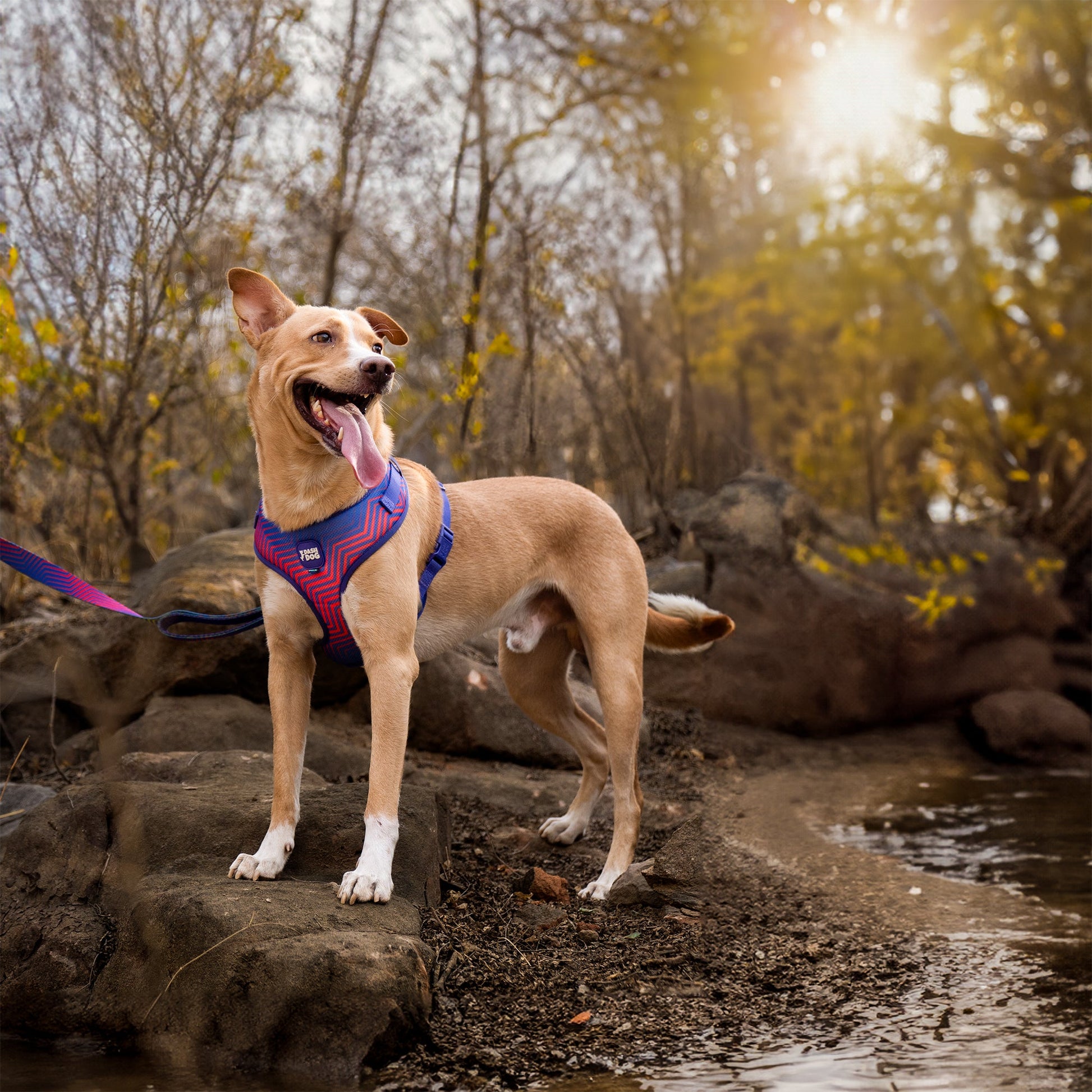Dash Dog Chevron Easy Walk Harness For Dog - Purple - Heads Up For Tails