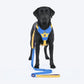 Dash Dog Walk Pro Harness For Dog - Royal Blue & Yellow