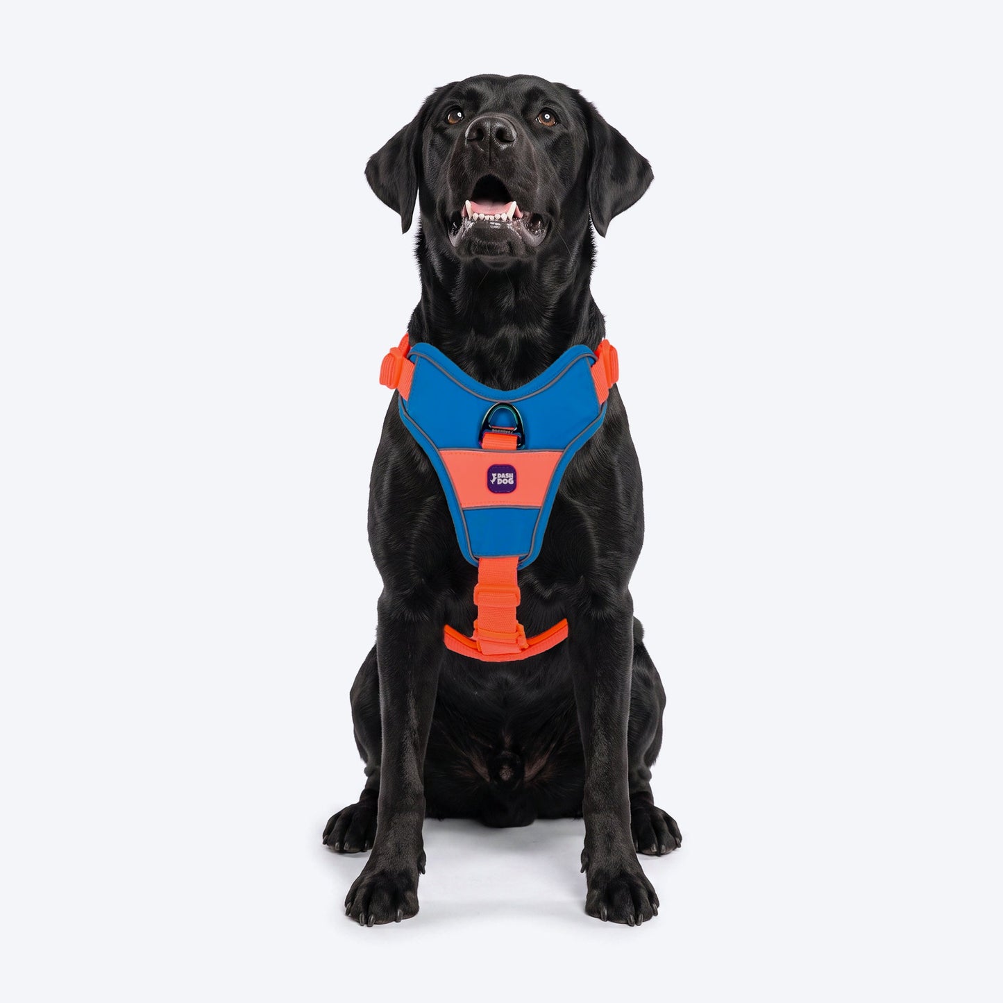 Dash Dog Walk Pro Harness For Dog - Blue & Orange