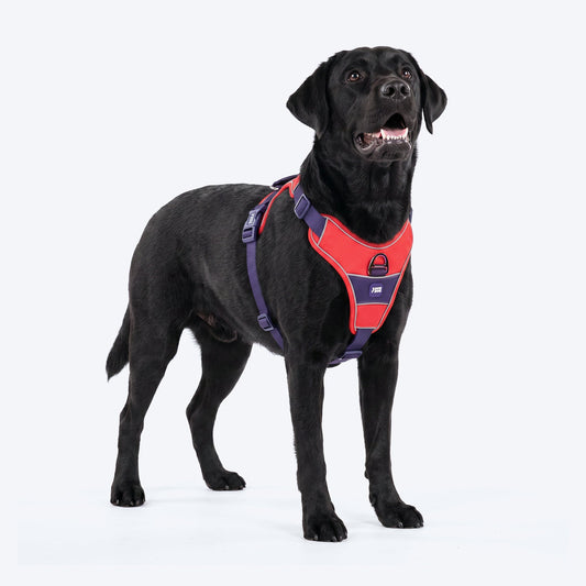 Dash Dog Walk Pro Harness For Dog - Red & Purple
