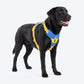 Dash Dog Walk Pro Harness For Dog - Royal Blue & Yellow