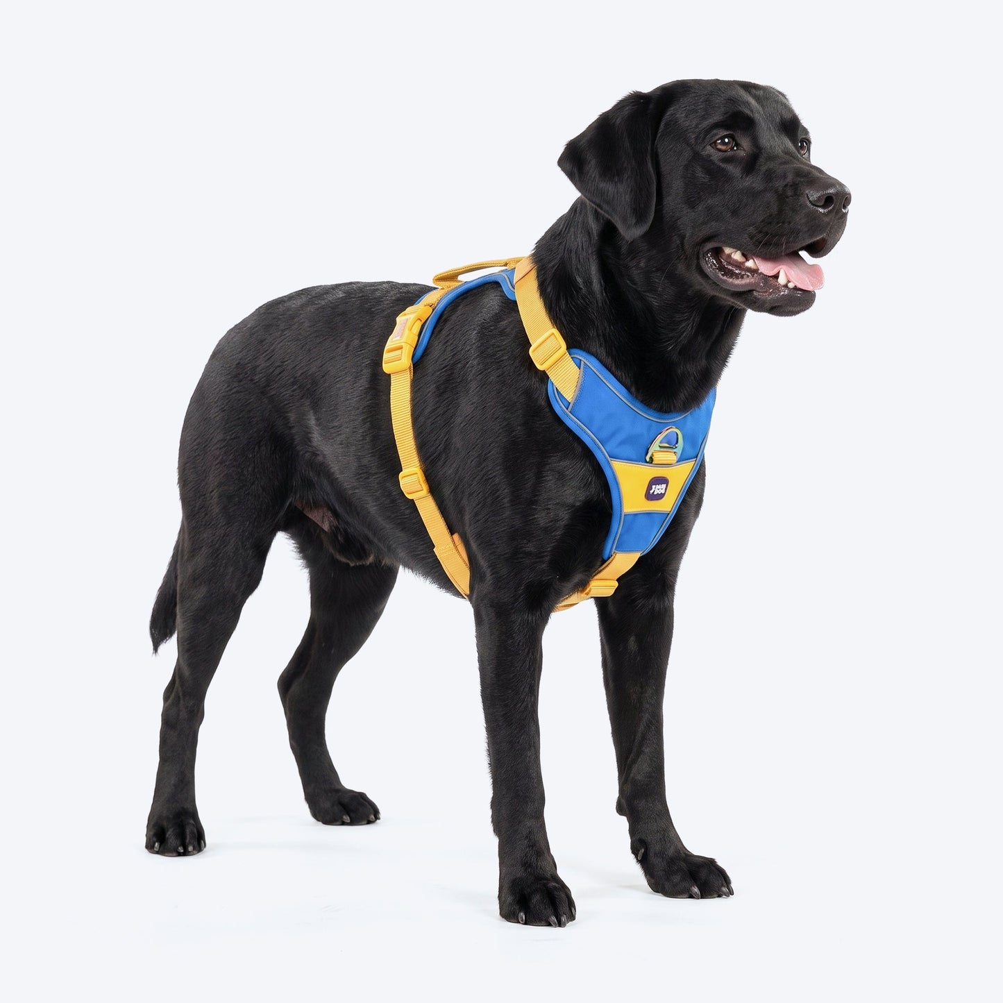 Dash Dog Walk Pro Harness For Dog - Royal Blue & Yellow