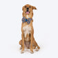 HUFT Happy Stripes Bow Tie With Collar For Dog - Blue & Peach - Heads Up For Tails