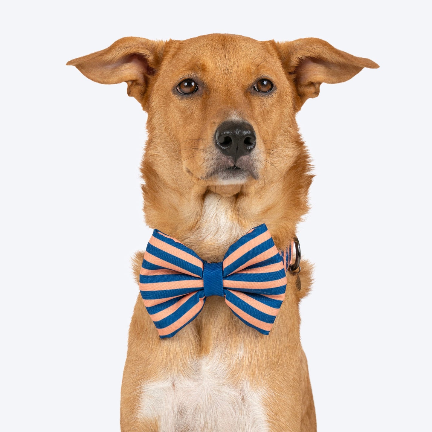 HUFT Happy Stripes Bow Tie With Collar For Dog - Blue & Peach - Heads Up For Tails