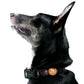 HUFT XÂ©Marvel Black Panther Dog Collar - Heads Up For Tails