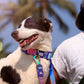Dash Dog Flow Printed Leash - Pink & Aqua Blue - Heads Up For Tails