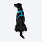 Dash Dog Vector Easy Walk Harness For Dog - Aqua Blue - Heads Up For Tails