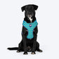 Dash Dog Vector Easy Walk Harness For Dog - Aqua Blue - Heads Up For Tails
