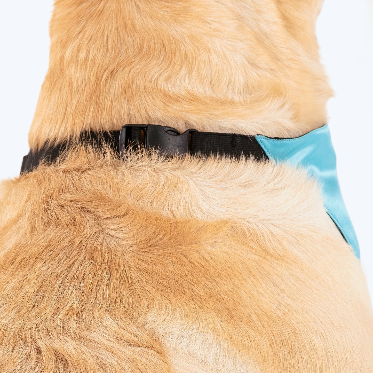 HUFT Personalised (Date) Save The Date Proposal Dog Bandana - Heads Up For Tails