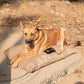 HUFT Foundation X SPACES Gunny Bed For Streeties - Brown - Heads Up For Tails