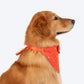 HUFT Royal Elephant Bandana For Dog - Orange - Heads Up For Tails