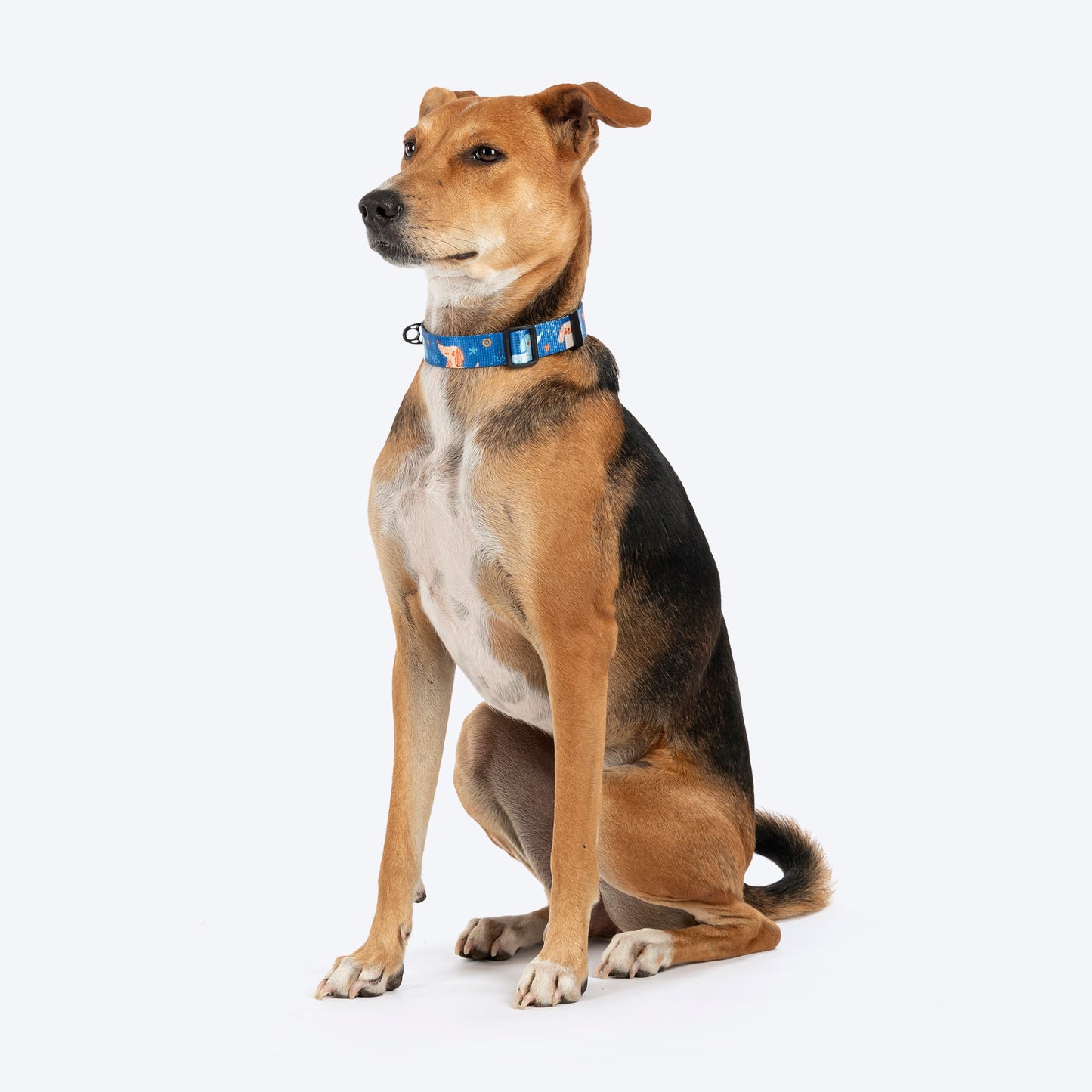 HUFT Twinkle Tails Collar For Dog - Blue - Heads Up For Tails