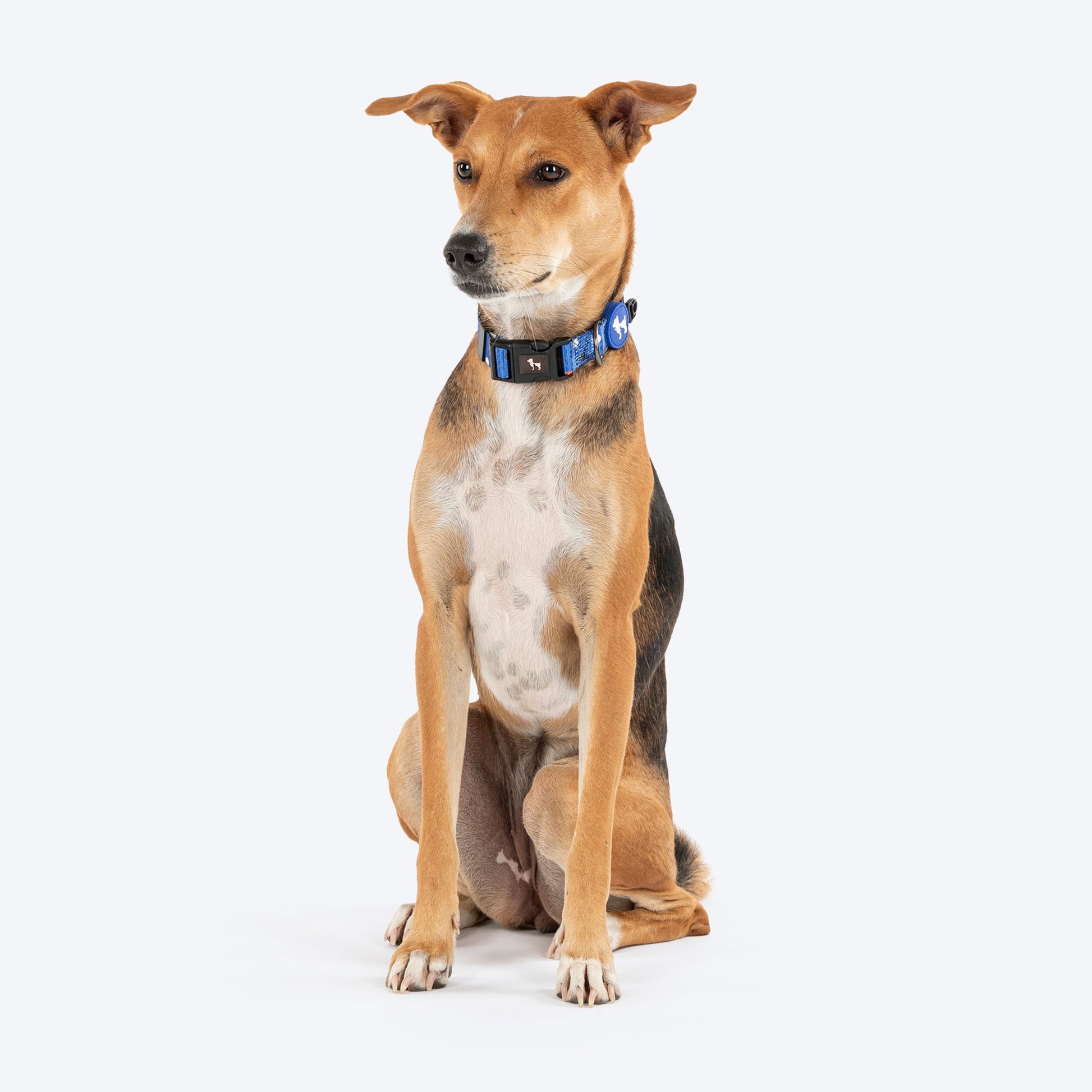 HUFT Polka Play Collar For Dog - Blue - Heads Up For Tails