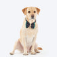 HUFT Shahi Paws Bow Tie With Strap For Dog - Blue & Green - Heads Up For Tails