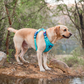 Dash Dog Zoom Walk Along Harness - Aqua Blue & Lavender - Heads Up For Tails