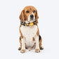 HUFT Daisy Stripes Collar For Dog - Blue & Yellow - Heads Up For Tails