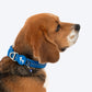 HUFT Love Pawtector Collar Insert For Dog & Cat - Blue - Heads Up For Tails