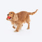 Dash Dog Spikey Snacker Chew Ball Dog Toy - Red - Heads Up For Tails