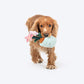 HUFT Star Power Squeaky Plush Toy For Dog - Multicolor - Heads Up For Tails