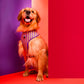HUFT Sunny Stride Dog Reversible Harness_02