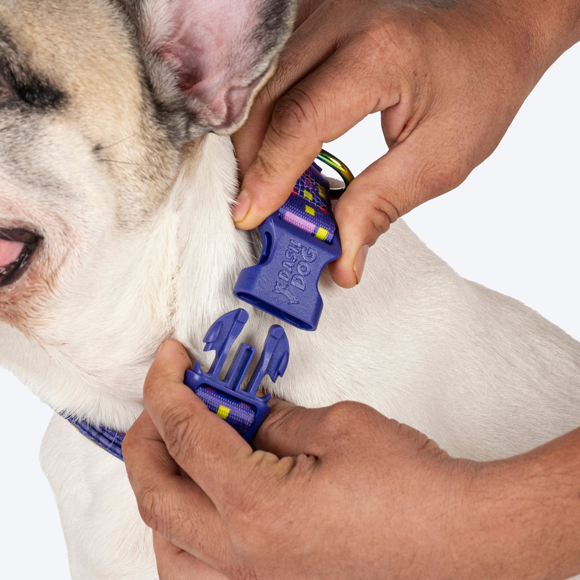 Dash Dog Pixel Padded Collar For Dog - Purple - Heads Up For Tails