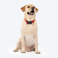 HUFT Classic Collar For Dog - Cherry Red - Heads Up For Tails