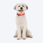 HUFT Classic Collar For Dog - Rust Orange - Heads Up For Tails