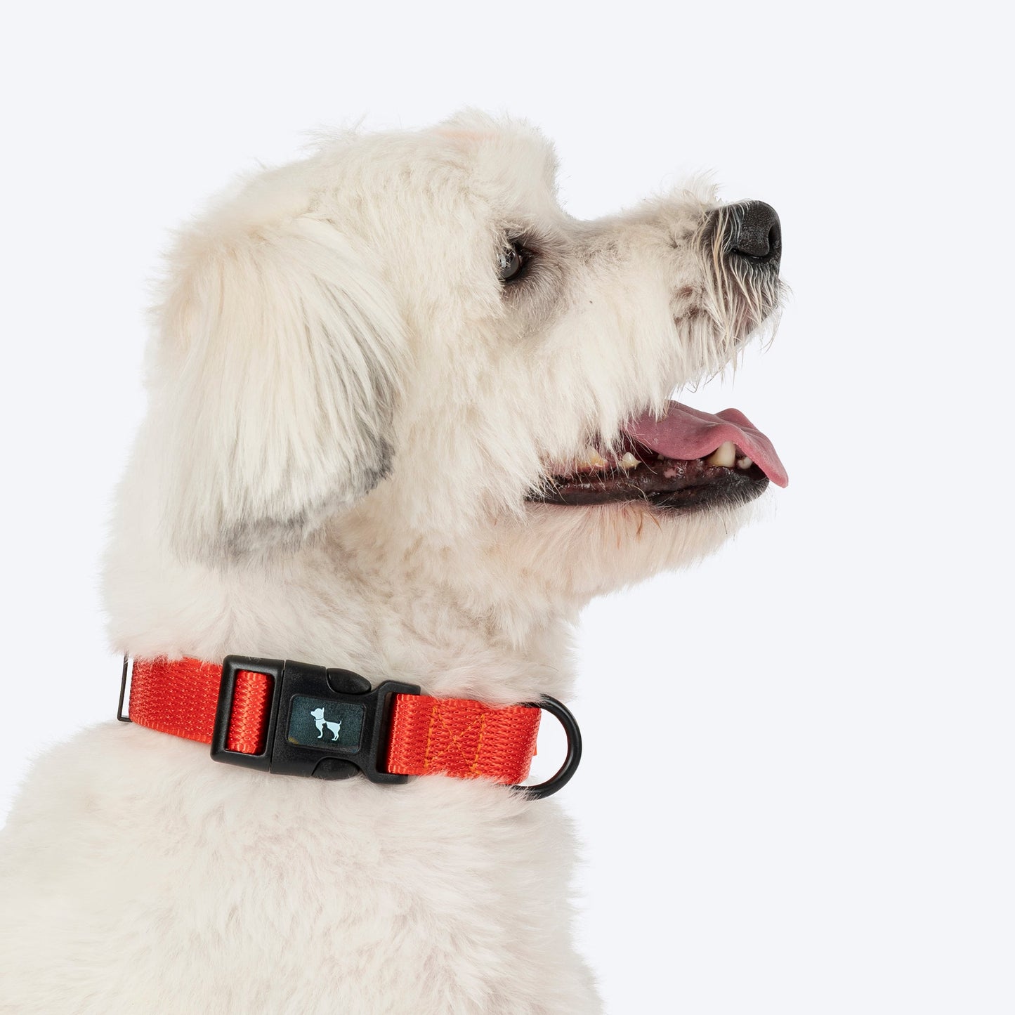 HUFT Classic Collar For Dog - Rust Orange - Heads Up For Tails