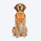 HUFT Ek Dum Bindas Bandana For Dog - Yellow - Heads Up For Tails