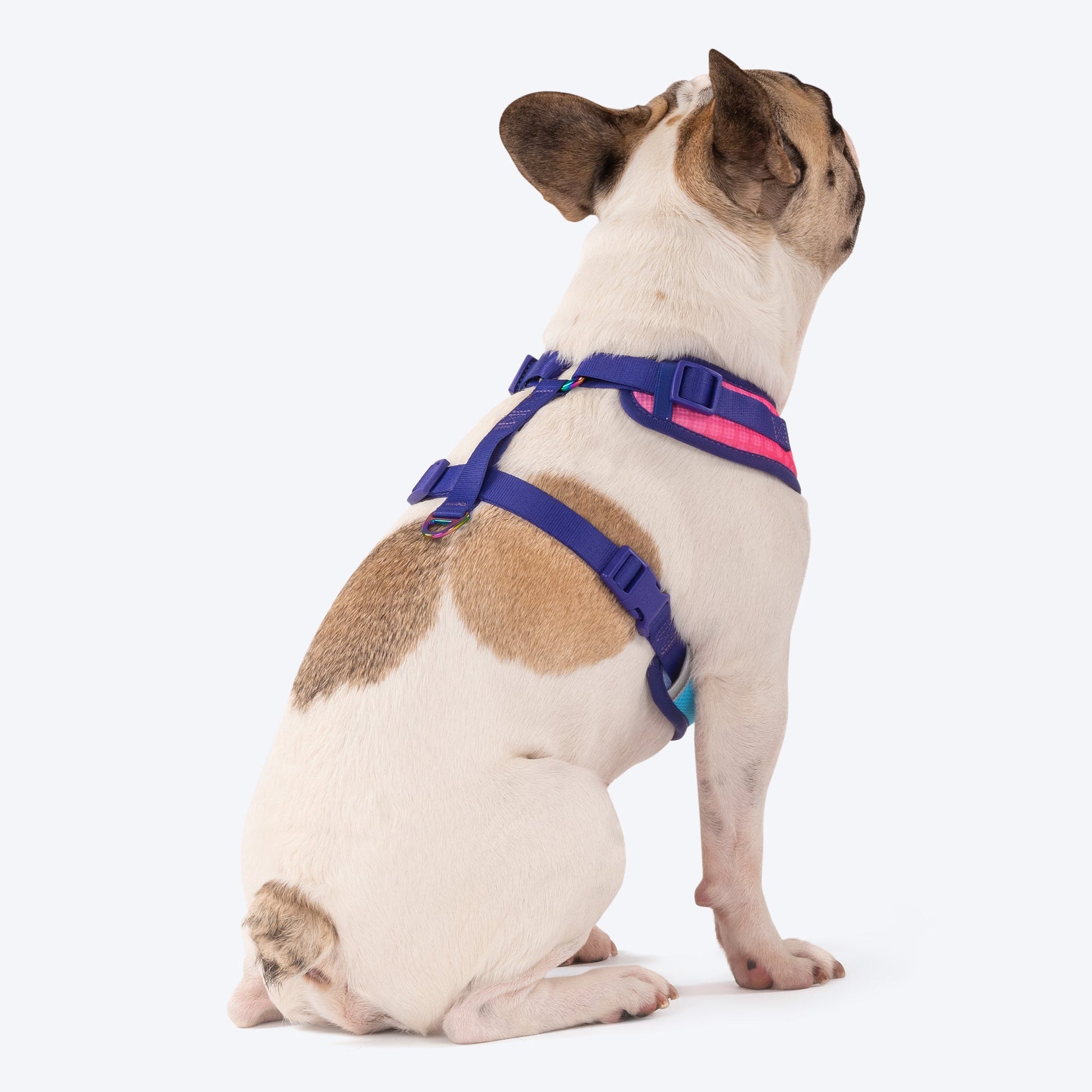 Dash Dog Flow Easy Walk Harness - Aqua Blue & Pink - Heads Up For Tails