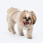 HUFT Chewtastic Treat Maze Chew Toy For Dog - Orange & Blue - Heads Up For Tails