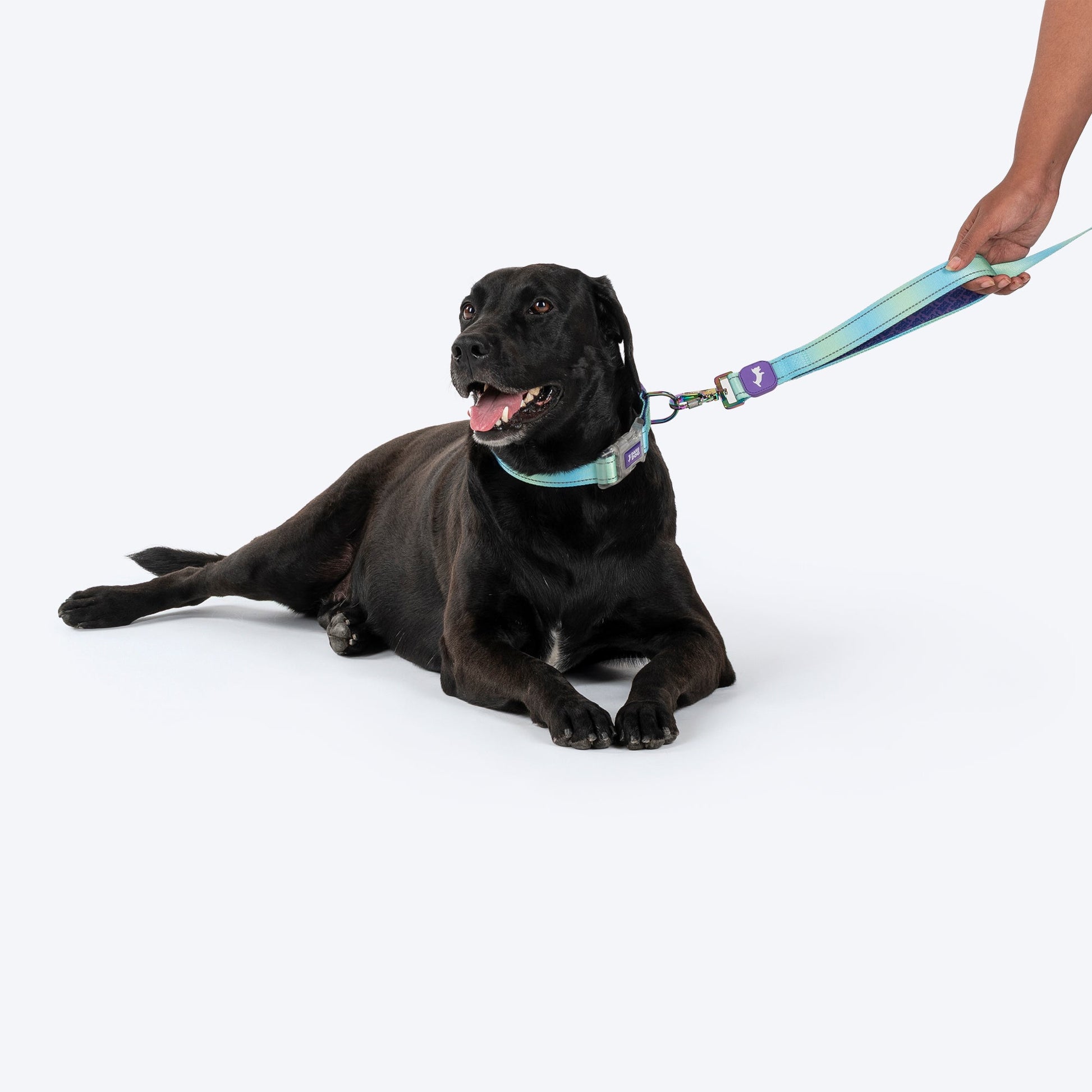 Dash Dog Ethernal Fade Dual Handle Leash For Dog - Aqua_06