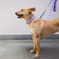 Dash Dog Galaxy Dual Handle Leash For Dog - Purple_04